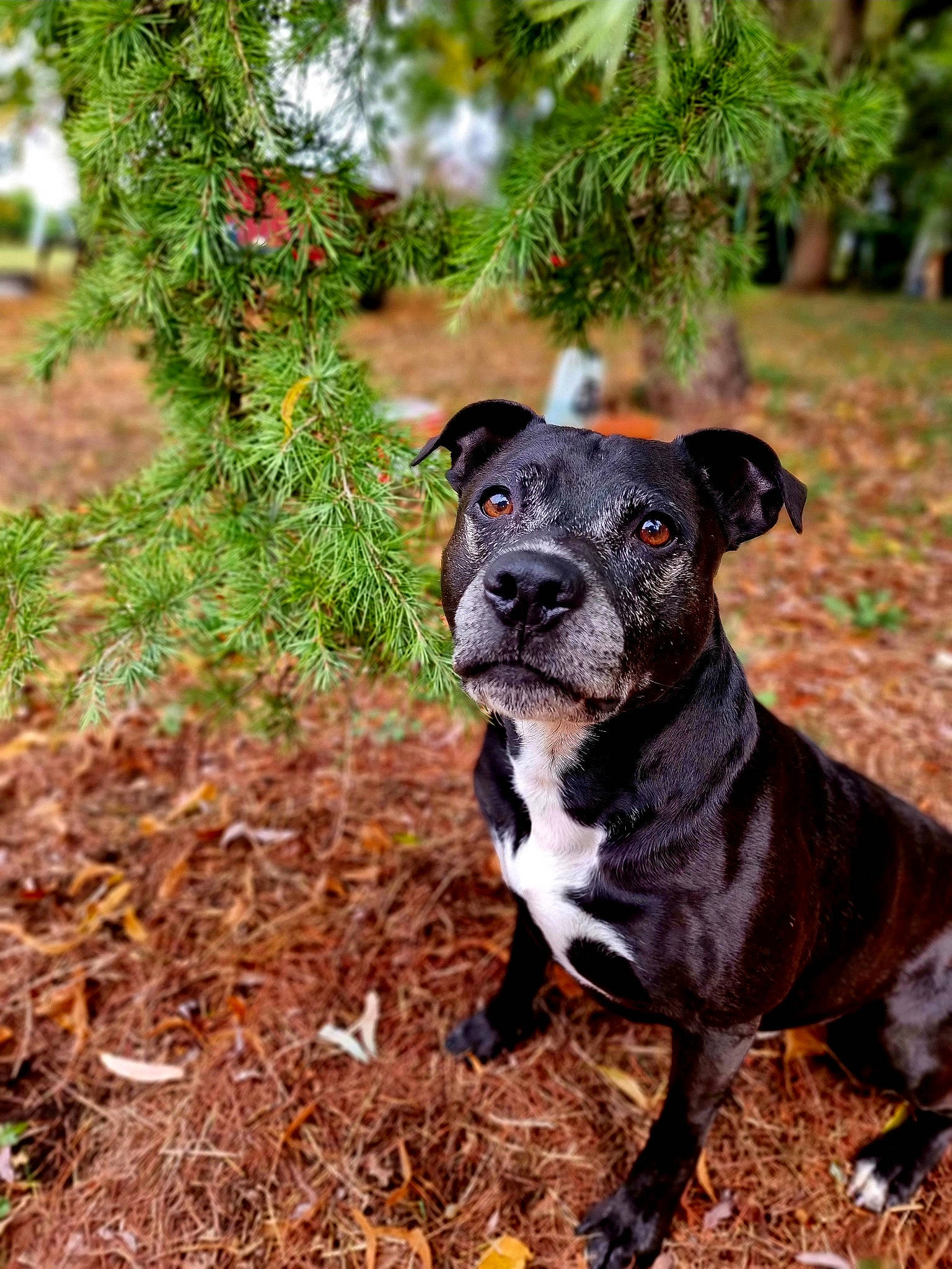 Blacky a rejoint le concours — aidez-le/la à gagner de superbes lots ! canidae, carnivore, collar, companion_dog, dog, dog_breed, dog_collar, fawn, grass, guard_dog, molosser, non_sporting_group, plant, snout, sporting_group, tree, twig, whiskers, working_animal, working_dog