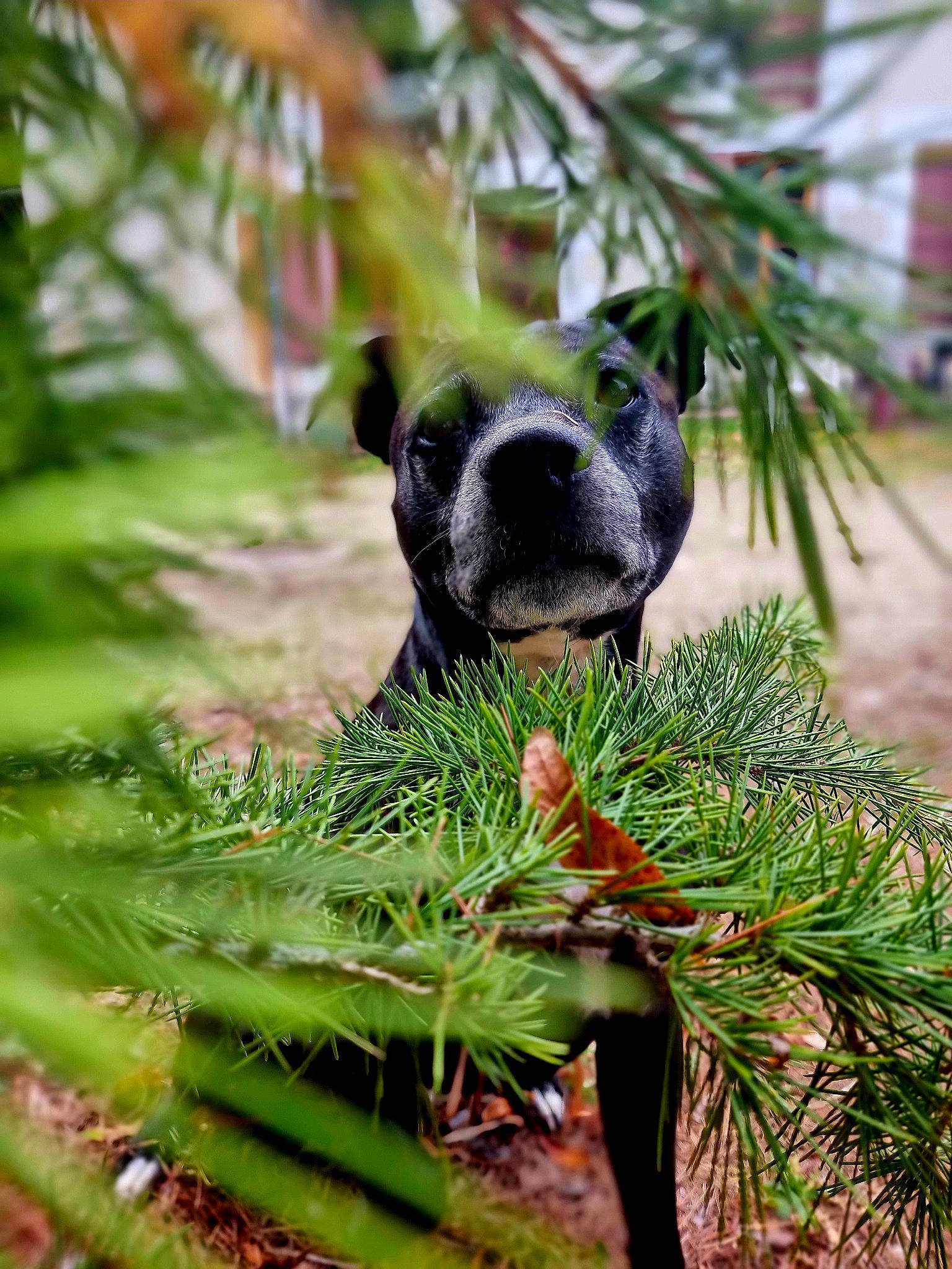 Blacky a rejoint le concours — aidez-le/la à gagner de superbes lots ! beak, bird, canadian_fir, conifer, evergreen, flightless_bird, fur, grass, groundcover, pine, pine_family, plant, snout, subshrub, tail, terrestrial_animal, terrestrial_plant, tree, twig, wildlife
