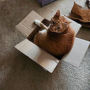 Leo joined the competition — help win amazing prizes! cat, orange_tabby, cardboard_box, carpet, indoor, pet_tent, curious, green_eyes, feline, cozy, looking_back, crumpled_paper, home, animal, cute, relaxed, domestic_cat, fur, whiskers, small_space