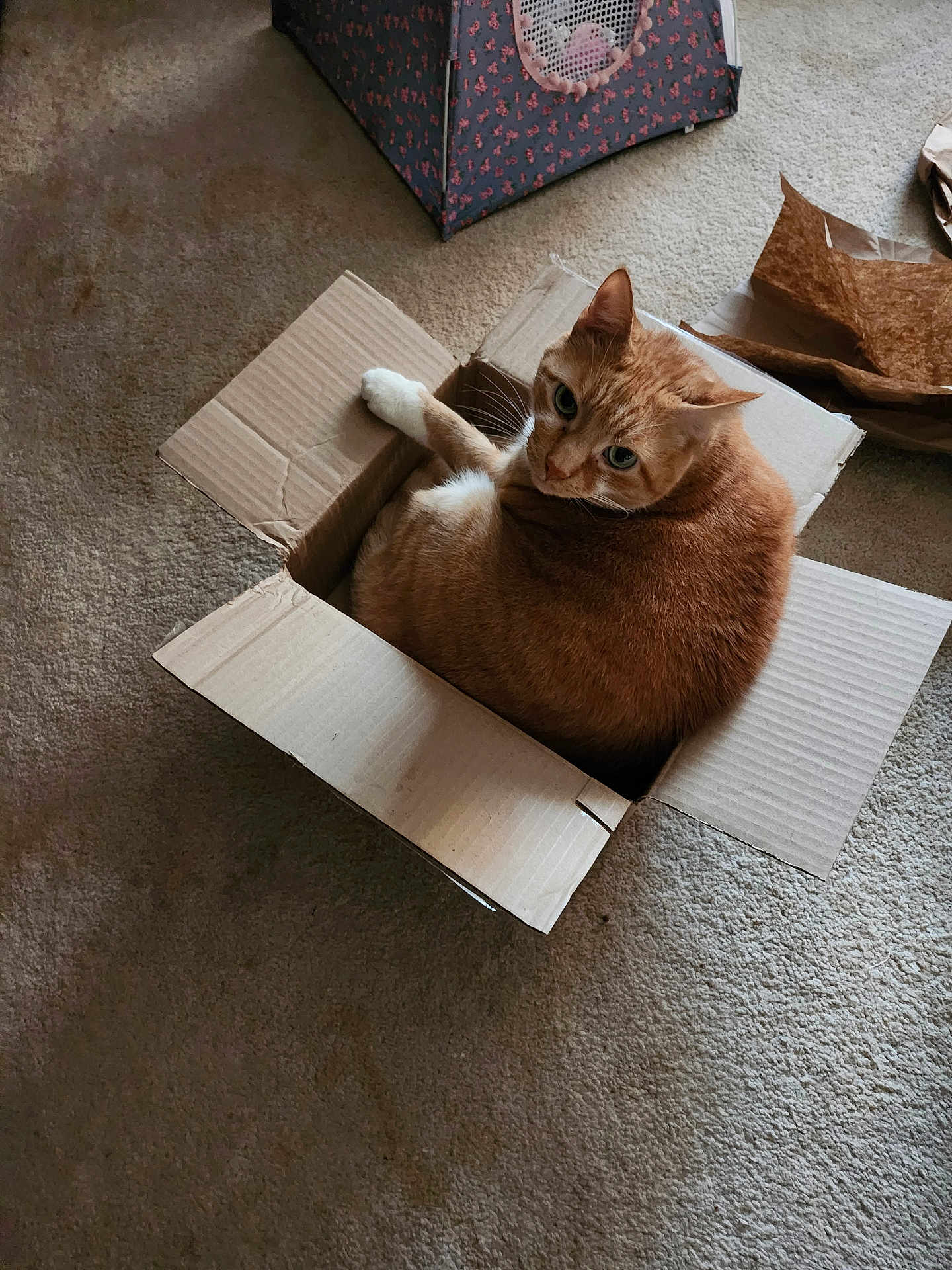 Leo