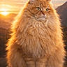 cat, orange_cat, fluffy, long_hair, sunset, outdoor, rock, animal, nature, mountain, portrait, feline, whiskers, fur, yellow_eyes, sunlight, majestic, serene, sitting, closeup