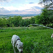 Jewel is registered to the contest to win money with this photo: animal, canine, cloud, collar, daytime, dog, fence, field, grass, greenery, hill, landscape, mountain, nature, outdoor, pet, rural, scenery, sky, tree