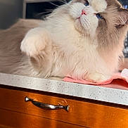 Marco is registered to the contest to win money with this photo: cat, fluffy, blue_eyes, kitchen_counter, wooden_drawers, paw, sunlight, indoor, pet, feline, relaxed, close_up, household, domestic_animal, fur, portrait, animal, resting, cute, cozy