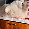 cat, fluffy, blue_eyes, kitchen_counter, wooden_drawers, paw, sunlight, indoor, pet, feline, relaxed, close_up, household, domestic_animal, fur, portrait, animal, resting, cute, cozy