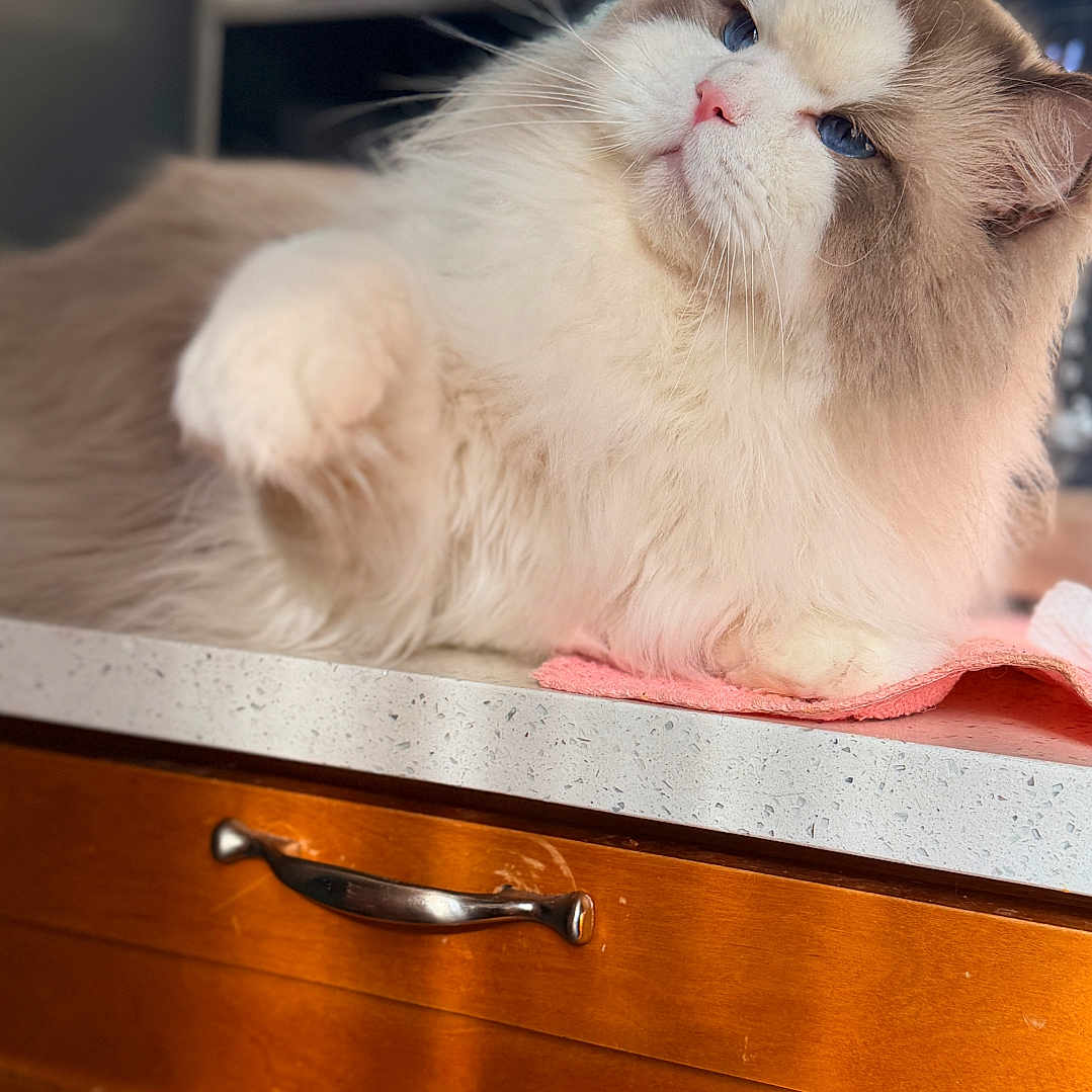 Marco