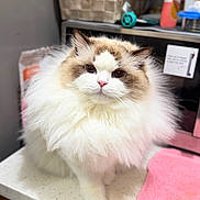 Lily joined the competition — help win amazing prizes! cat, fluffy, long_hair, white, brown, pet, indoor, kitchen, countertop, towel, domestic_animal, feline, cute, animal, mammal, face, whiskers, ears, eyes, fur