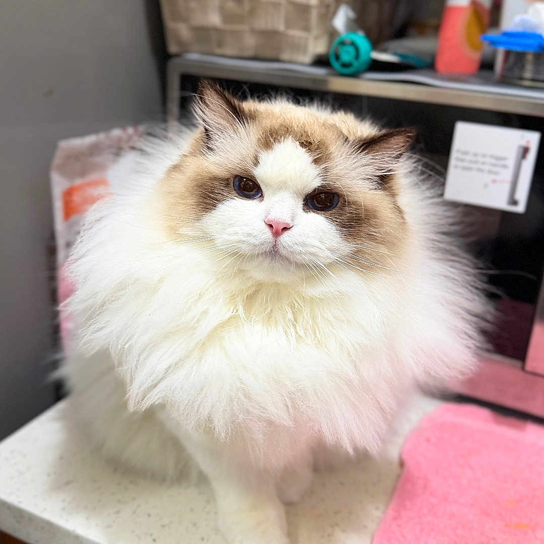 Lily joined the competition — help win amazing prizes! cat, fluffy, long_hair, white, brown, pet, indoor, kitchen, countertop, towel, domestic_animal, feline, cute, animal, mammal, face, whiskers, ears, eyes, fur