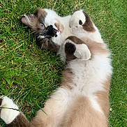 Nounours a rejoint le concours — aidez-le/la à gagner de superbes lots ! adorable, animal, blue_eyes, brown_fur, cat, closeup, cute, feline, fluffy, grass, lying_down, nature, outdoor, paw, pet, playful, relaxed, resting, whiskers, white_fur