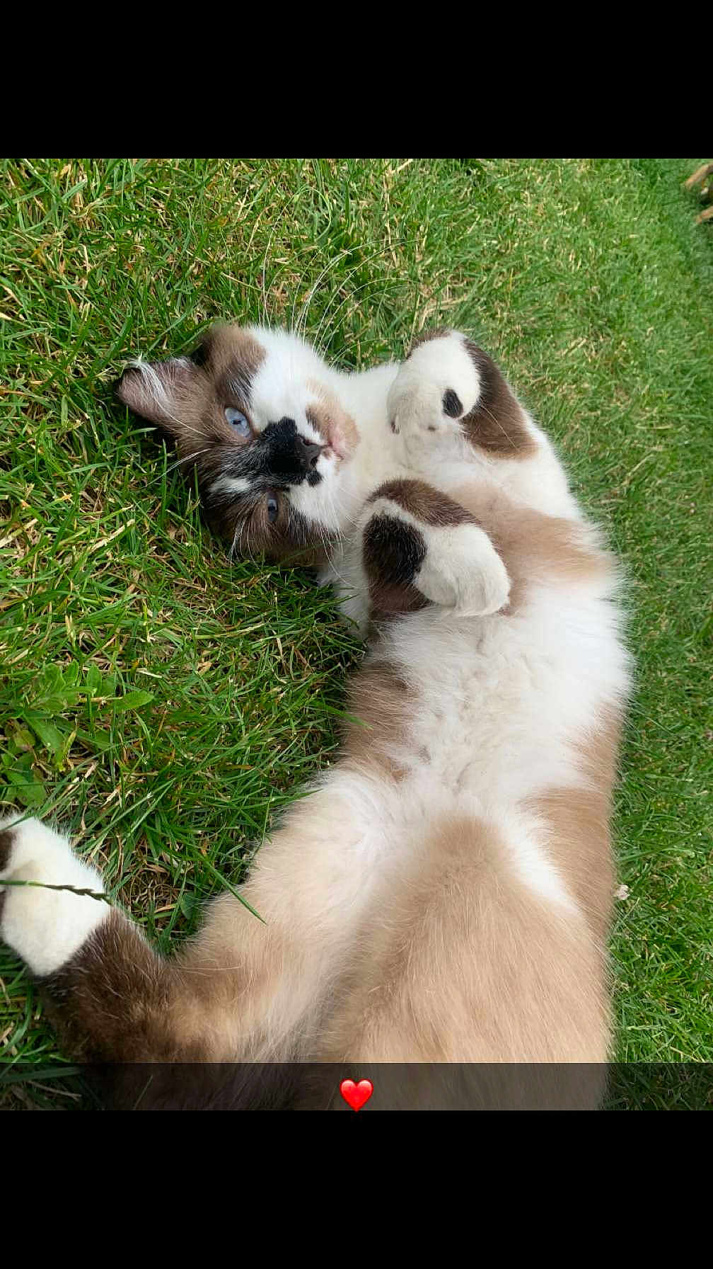 Nounours a rejoint le concours — aidez-le/la à gagner de superbes lots ! adorable, animal, blue_eyes, brown_fur, cat, closeup, cute, feline, fluffy, grass, lying_down, nature, outdoor, paw, pet, playful, relaxed, resting, whiskers, white_fur