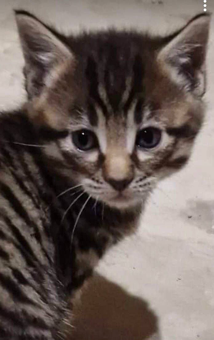 Winny a rejoint le concours — aidez-le/la à gagner de superbes lots ! carnivore, cat, claw, domestic_short_haired_cat, door, felidae, fur, iris, paw, small_to_medium_sized_cats, snout, terrestrial_animal, whiskers, wildlife, window