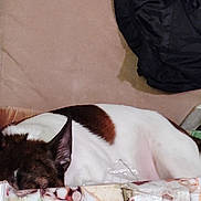 Bailey joined the competition — help win amazing prizes! dog, sleeping, brown_and_white_coat, resting, carpet, fabric, black_cloth, indoor, close_up, animal, pet, curled_up, cozy, relaxed, background, food_packaging, soft_surface, quiet, calm, domestic