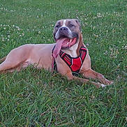 Raya participe au concours pour gagner de l'argent avec cette photo : dog, grass, outdoor, field, pet, animal, happy, tongue_out, canine, nature, greenery, lying_down, summer, daylight, mammal, red_harness, playful, relaxed, flora, white_flowers