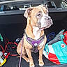 Raya participe au concours pour gagner de l'argent avec cette photo : dog, pet, car_trunk, purple_harness, leash, brown_dog, white_markings, sitting, looking_away, open_car, bags, items, vehicle, outdoor, daylight, canine, companion, waiting, curious, domestic_animal