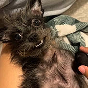 Lavender joined the competition — help win amazing prizes! affenpinscher, animal, canine, cat, dog, kitten, pet, puppy
