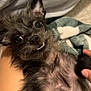 affenpinscher, animal, canine, cat, dog, kitten, pet, puppy