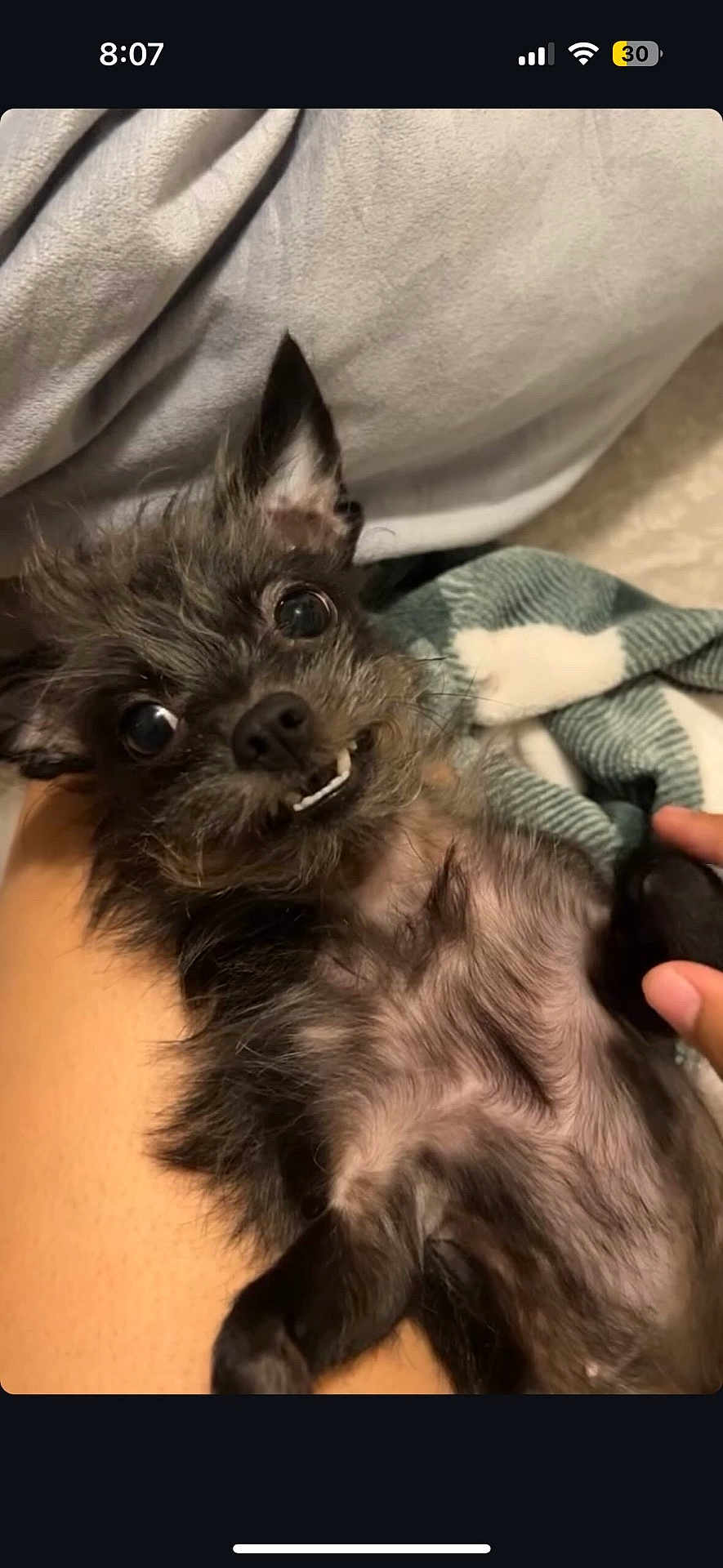 Lavender joined the competition — help win amazing prizes! affenpinscher, animal, canine, cat, dog, kitten, pet, puppy