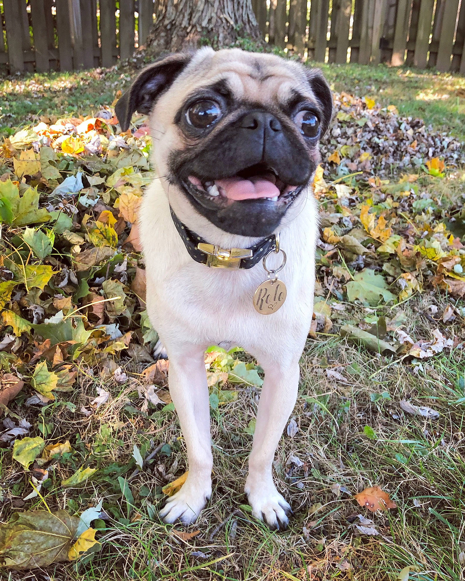 Rolo is registered to the contest to win money with this photo: ancient_dog_breeds, canidae, carnivore, companion_dog, dog, dog_breed, fawn, grass, mammal, plant, pug, snout, sporting_group, toy_dog