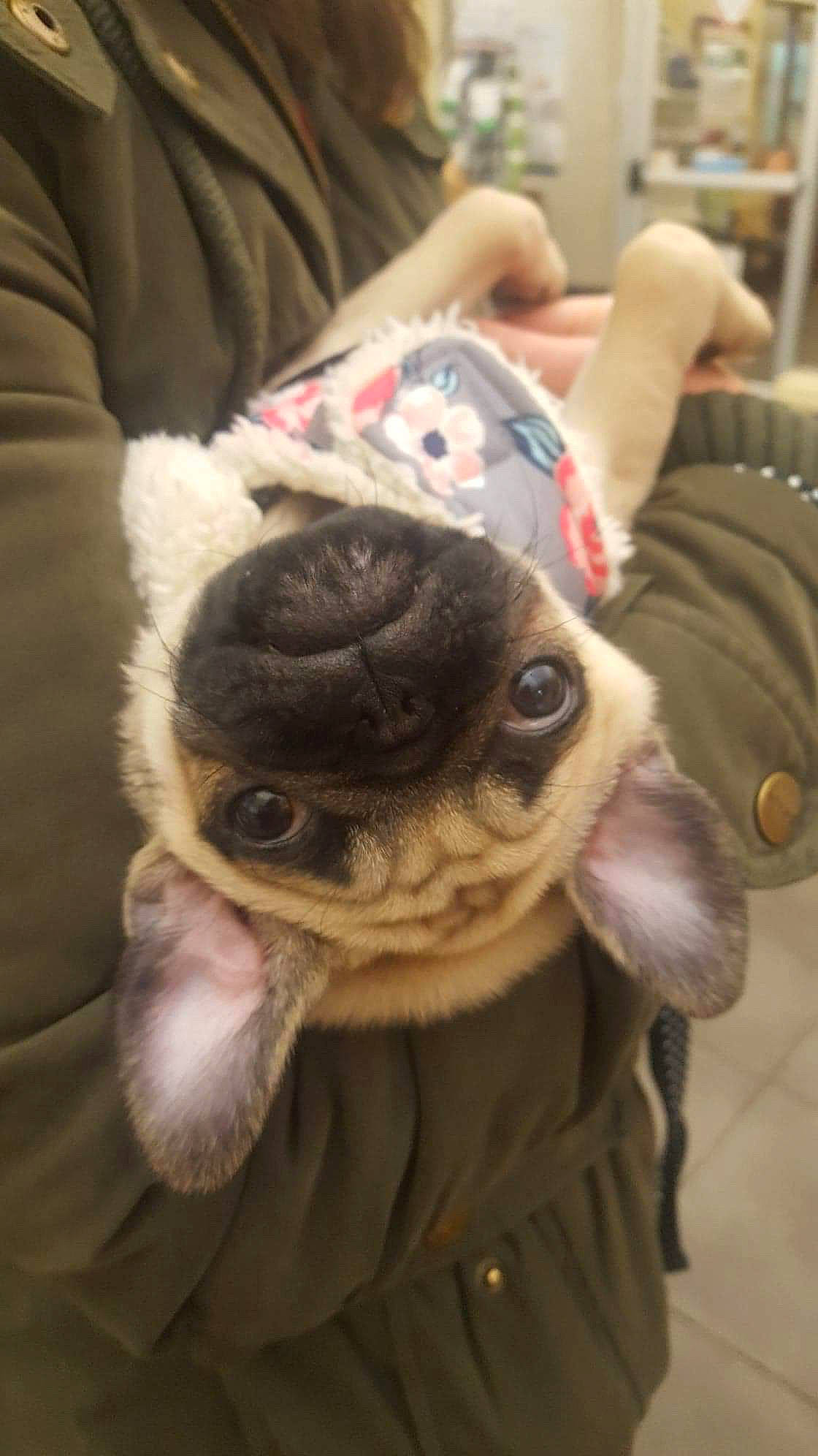 Rolo joined the competition — help win amazing prizes! boston_terrier, canidae, carnivore, companion_dog, dog, dog_breed, ear, fawn, french_bulldog, non_sporting_group, pug, puppy, snout, toy_bulldog, toy_dog