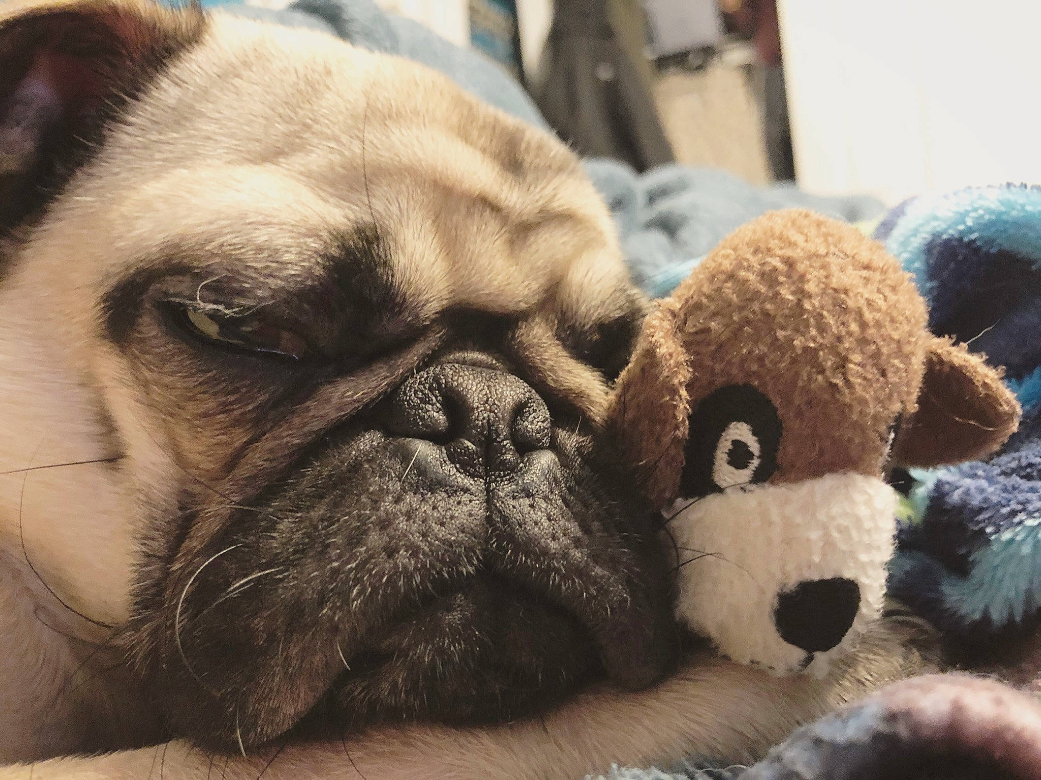 Rolo is registered to the contest to win money with this photo: british_bulldogs, bulldog, canidae, carnivore, companion_dog, dog, dog_breed, eye, fawn, mammal, nose, plush, pug, puppy, puppy_love, skin, snout, stuffed_toy, toy_bulldog, wrinkle