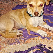 Chewbaca is registered to the contest to win money with this photo: bed, blanket, canine, collar, dog, dresser, furniture, home, indoor, looking_at_camera, lying_down, orange_pattern, paw, pet, purple_blanket, red_eye, small_dog, tan_dog, television, white_dog