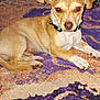 bed, blanket, canine, collar, dog, dresser, furniture, home, indoor, looking_at_camera, lying_down, orange_pattern, paw, pet, purple_blanket, red_eye, small_dog, tan_dog, television, white_dog