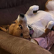 Schmoopie is registered to the contest to win money with this photo: dog, upside_down, couch, brown, relaxed, pet, collar, heart_tag, fur, indoor, cozy, pink, fabric, paw, nose, ears, animal, resting, cute, home