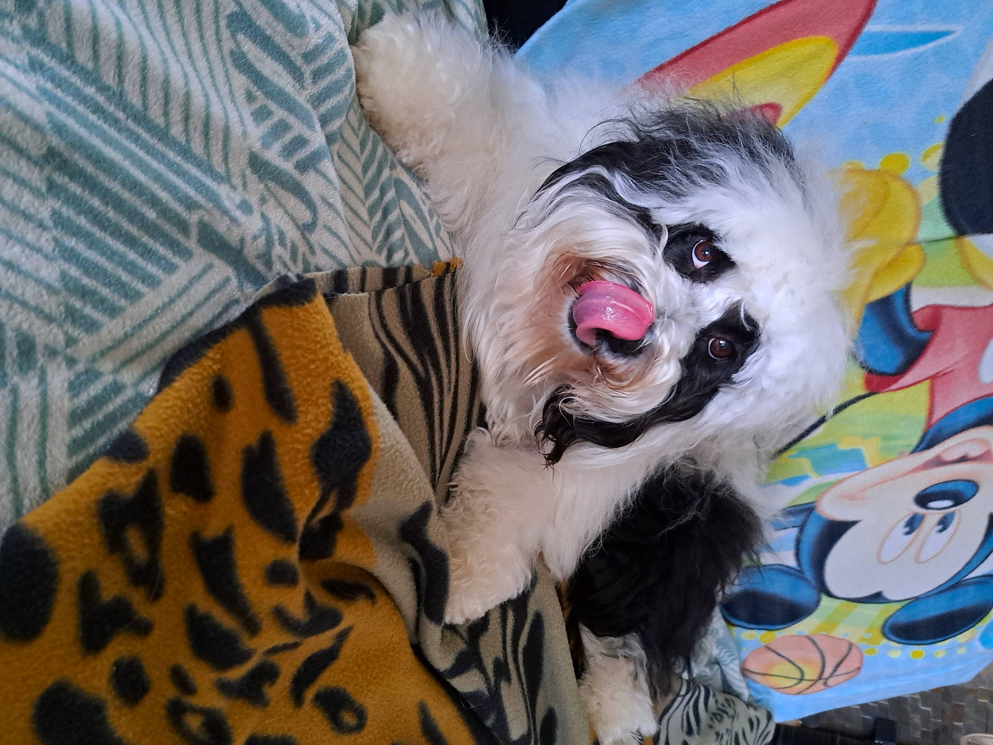 Ralph participe au concours pour gagner de l'argent avec cette photo : art, canidae, carnivore, companion_dog, dog, dog_breed, dog_clothes, dog_supply, event, eyewear, fang, felidae, fictional_character, fur, happy, head, pattern, snout, toy_dog, whiskers