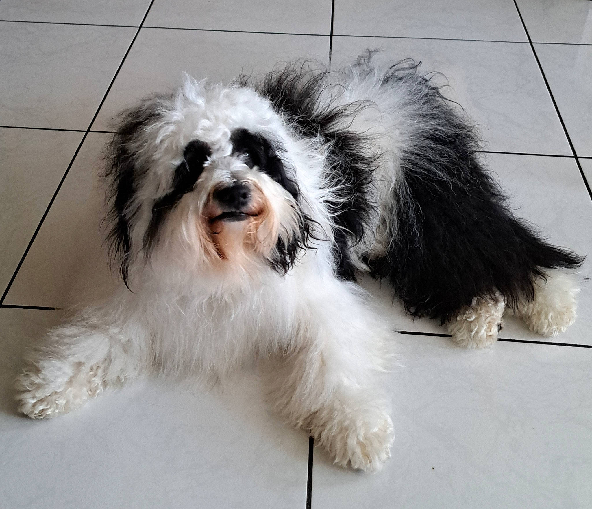 Ralph a rejoint le concours — aidez-le/la à gagner de superbes lots ! canidae, carnivore, companion_dog, dog, dog_breed, fur, liver, mal_shi, maltepoo, non_sporting_group, road_surface, shih_poo, snout, sporting_group, terrestrial_animal, terrier, toy_dog, water_dog, working_animal, working_dog