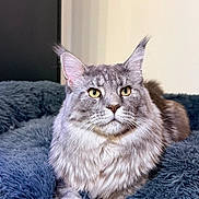 Urus participe au concours pour gagner de l'argent avec cette photo : cat, maine_coon, gray_cat, yellow_eyes, fluffy_fur, pet, indoor, blanket, blue_blanket, cozy, fur, whiskers, relaxed, animal, cute, mammal, portrait, feline, resting, closeup