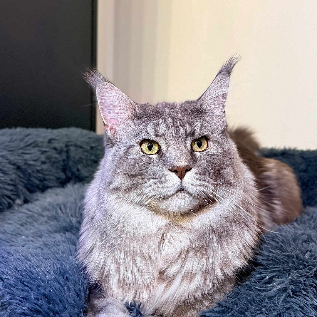 Urus participe au concours pour gagner de l'argent avec cette photo : animal, blanket, blue_blanket, cat, closeup, cozy, cute, feline, fluffy_fur, fur, gray_cat, indoor, maine_coon, mammal, pet, portrait, relaxed, resting, whiskers, yellow_eyes