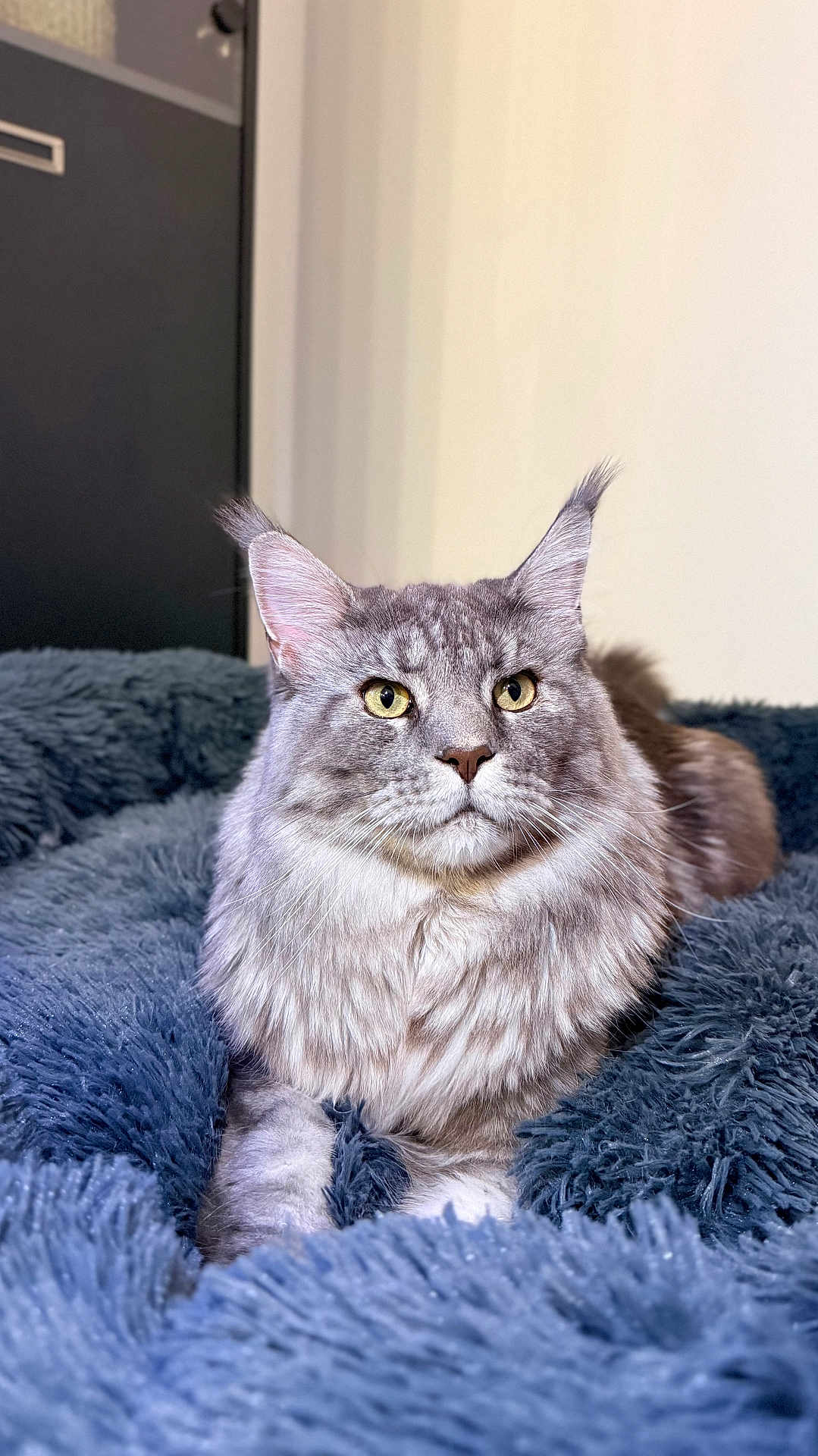 Urus participe au concours pour gagner de l'argent avec cette photo : cat, maine_coon, gray_cat, yellow_eyes, fluffy_fur, pet, indoor, blanket, blue_blanket, cozy, fur, whiskers, relaxed, animal, cute, mammal, portrait, feline, resting, closeup