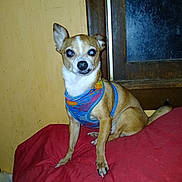 Buster joined the competition — help win amazing prizes! dog, small_dog, pet, harness, red_surface, yellow_wall, window, indoor, animal, canine, fur, ears, sitting, looking, curious, flash_reflection, brown_fur, white_chest, paw, tail