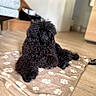 Blacky participe au concours pour gagner de l'argent avec cette photo : alert, animal, black_dog, black_fur, blanket, curly_fur, cute, dog, fluffy, home, indoors, living_room, lying_down, paw_prints, pet, photography, portrait, puppy, relaxed, wooden_floor