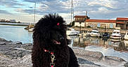 Blacky a rejoint le concours — aidez-le/la à gagner de superbes lots ! dog, black_dog, fluffy, poodle, curly_coat, pet, animal, standing, leash, pink_leash, collar, bow, outdoor, seaside, harbor, boats, water, rocks, sky, clouds