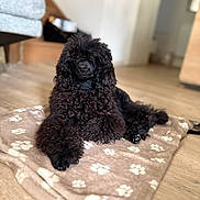 Blacky a rejoint le concours — aidez-le/la à gagner de superbes lots ! dog, black_dog, curly_coat, pet, animal, sitting, lying_down, portrait, indoor, home, blanket, paw_prints, wood_floor, fluffy, long_ears, brown_eyes, relaxed, cute, photography, cozy