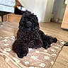 Blacky a rejoint le concours — aidez-le/la à gagner de superbes lots ! animal, black_dog, blanket, brown_eyes, cozy, curly_coat, cute, dog, fluffy, home, indoor, long_ears, lying_down, paw_prints, pet, photography, portrait, relaxed, sitting, wood_floor