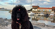 Blacky participe au concours pour gagner de l'argent avec cette photo : black_dog, boats, cloudy_sky, coastal, collar, dog, fluffy, harbor, leash, long_hair, marina, outdoors, pet, pink_bow, portrait, reflection, rocks, seaside, sitting, water