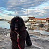 Blacky participe au concours pour gagner de l'argent avec cette photo : dog, black_dog, fluffy, long_hair, pink_bow, leash, collar, pet, sitting, outdoors, seaside, marina, harbor, boats, water, rocks, coastal, cloudy_sky, reflection, portrait