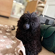 Blacky participe au concours pour gagner de l'argent avec cette photo : animal, black_dog, blanket, companion, cozy, curly_fur, dog, furniture, green_bag, grooming, home, indoors, paw_prints, pet, poodle, portrait, shallow_depth_of_field, sitting, soft_focus, wooden_floor