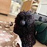 animal, black_dog, blanket, companion, cozy, curly_fur, dog, furniture, green_bag, grooming, home, indoors, paw_prints, pet, poodle, portrait, shallow_depth_of_field, sitting, soft_focus, wooden_floor