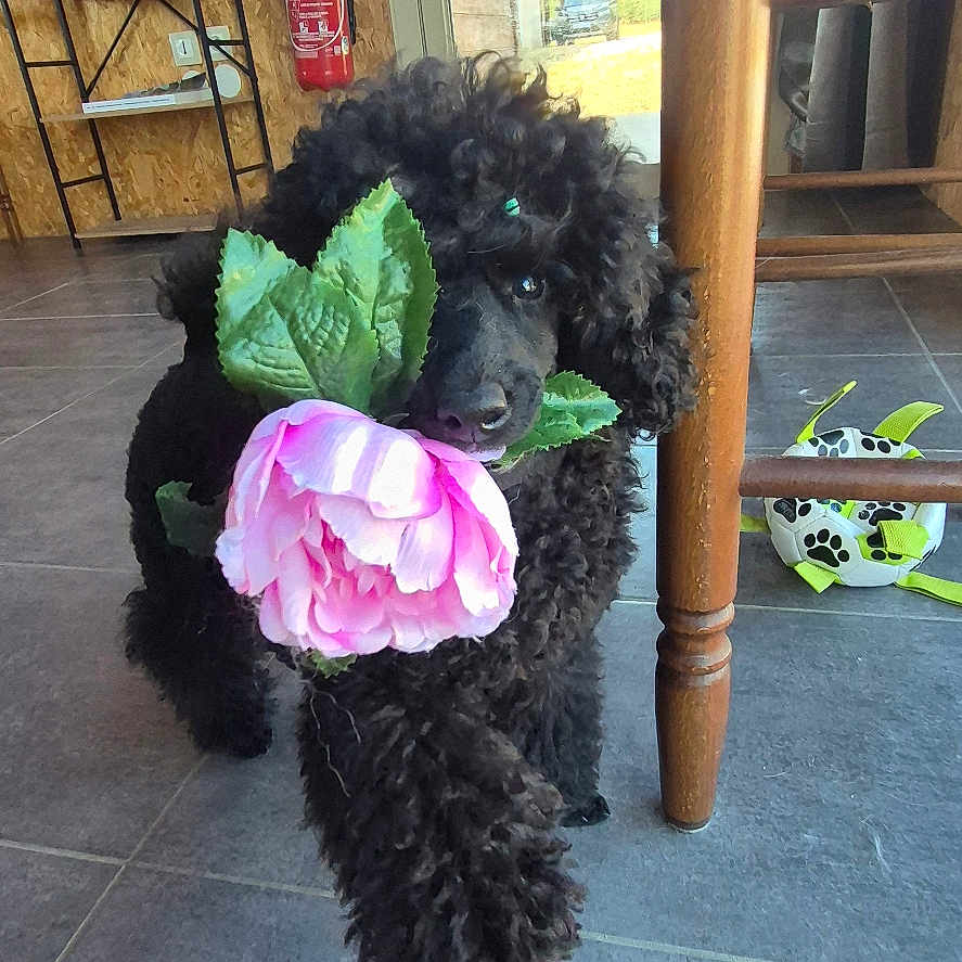 Blacky