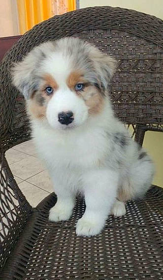 Harley joined the competition — help win amazing prizes! ancient_dog_breeds, australian_collie, australian_shepherd, border_collie, canidae, carnivore, companion_dog, dog, dog_breed, mammal, miniature_australian_shepherd, puppy, rare_breed_dog, vertebrate