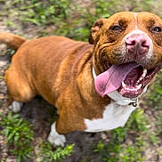 Bruce joined the competition — help win amazing prizes! dog, brown_dog, white_paws, tongue_out, happy, outdoor, grass, dirt, pet, canine, closeup, playful, animal, smiling, fur, collar, nature, friendly, tongue, excited