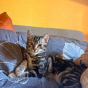Baloo a rejoint le concours — aidez-le/la à gagner de superbes lots ! animal, bed, bedding, bedroom, blanket, cat, ears, eyes, face, feline, indoor, kitten, nose, pet, pillow, portrait, striped_fur, sunlight, tabby, whiskers
