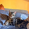 animal, bed, bedding, bedroom, blanket, cat, ears, eyes, face, feline, indoor, kitten, nose, pet, pillow, portrait, striped_fur, sunlight, tabby, whiskers