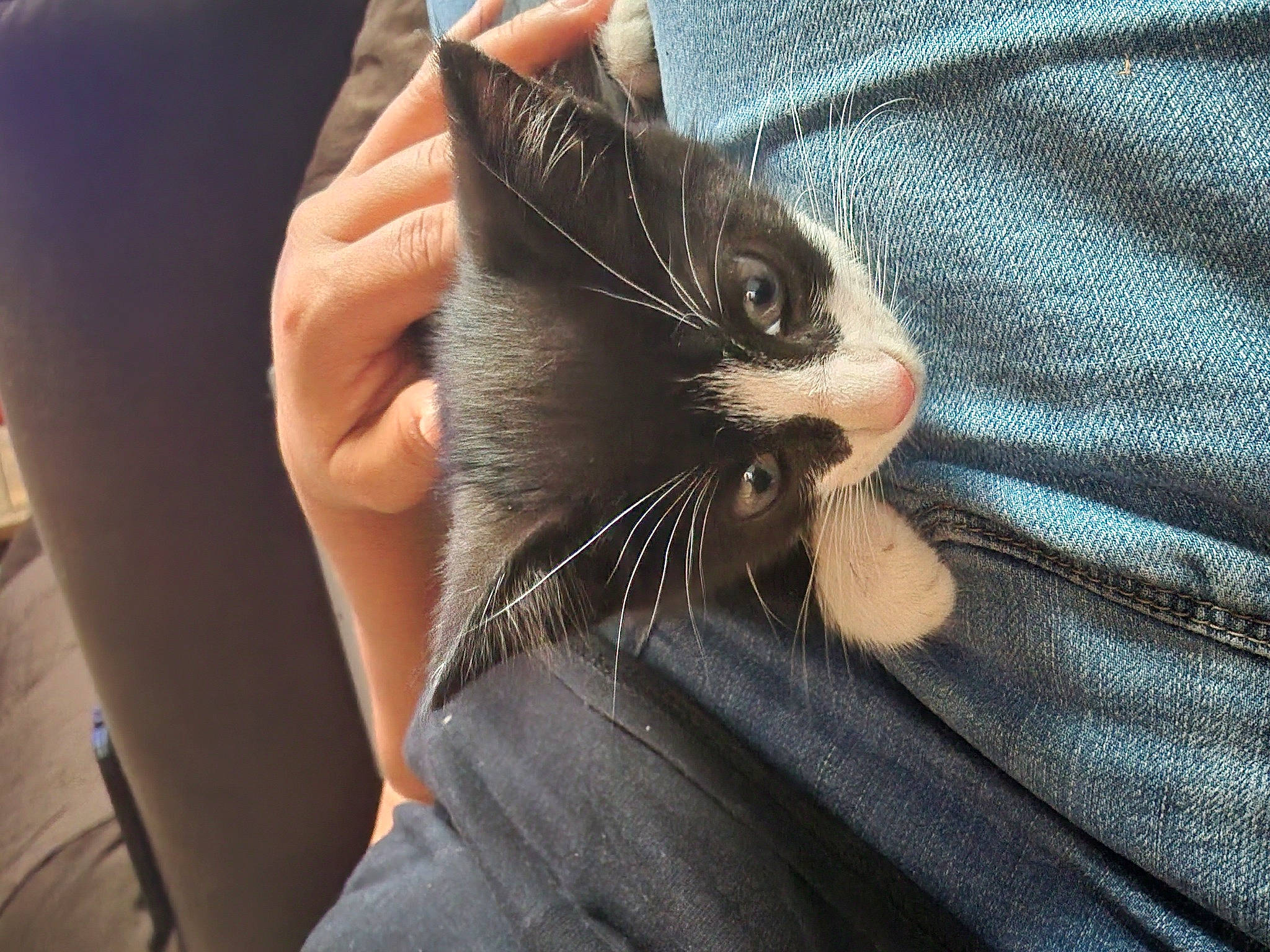 Chloe joined the competition — help win amazing prizes! black_cat, carnivore, cat, comfort, denim, domestic_short_haired_cat, electric_blue, eyewear, felidae, finger, fur, gesture, hand, nail, small_to_medium_sized_cats, snout, sunglasses, thumb, whiskers, wrist