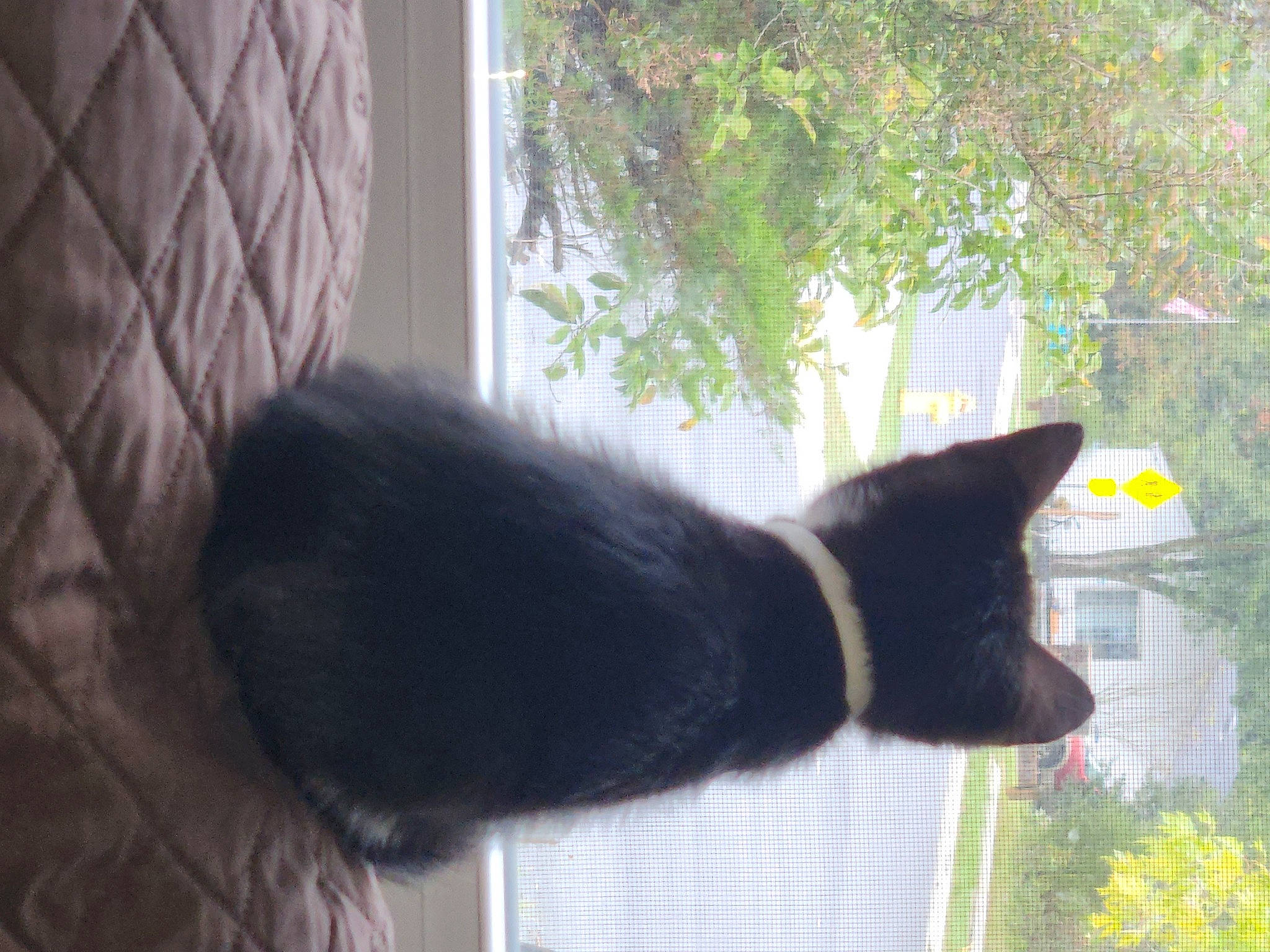 Chloe is registered to the contest to win money with this photo: black_cat, bombay, carnivore, cat, domestic_short_haired_cat, felidae, fur, glass, grass, natural_material, plant, small_to_medium_sized_cats, tail, terrestrial_animal, tints_and_shades, tree, whiskers, window