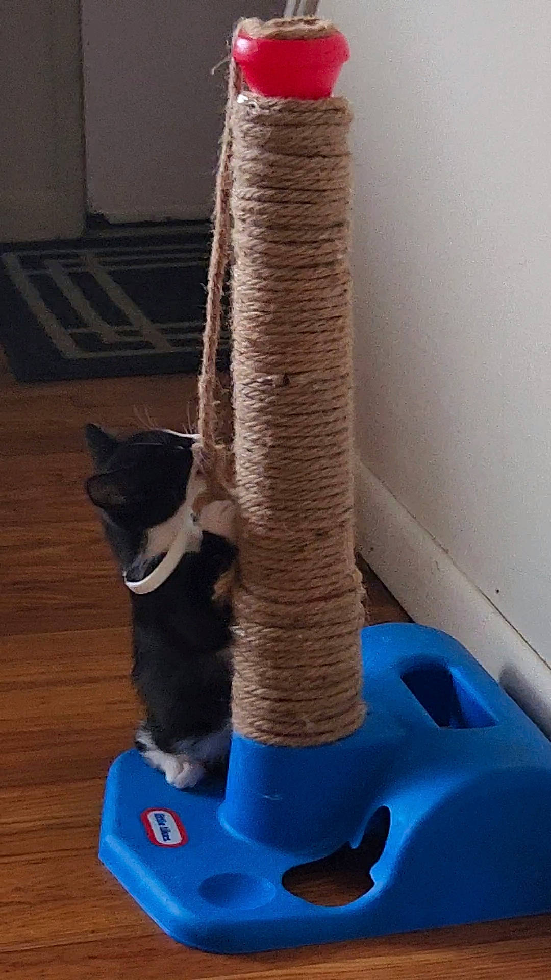 Chloe joined the competition — help win amazing prizes! carnivore, cat, cat_bed, cat_furniture, cat_supply, domestic_short_haired_cat, electric_blue, fawn, felidae, flooring, fur, hardwood, pet_supply, small_to_medium_sized_cats, tail, thread, whiskers, wood, wool, woolen