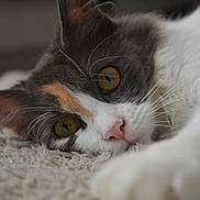 Freya a rejoint le concours — aidez-le/la à gagner de superbes lots ! cat, calico, close_up, fur, whiskers, eye, amber_eyes, pet, animal, lying_down, carpet, soft_texture, indoor, portrait, focused, curious, mammal, feline, resting, closeup