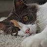 cat, calico, close_up, fur, whiskers, eye, amber_eyes, pet, animal, lying_down, carpet, soft_texture, indoor, portrait, focused, curious, mammal, feline, resting, closeup